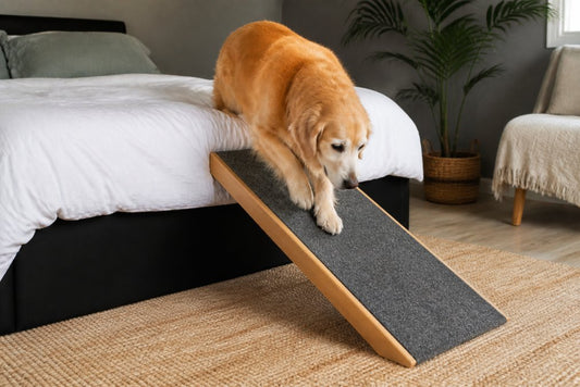 Alternatives to Dog Stairs for Senior Pets