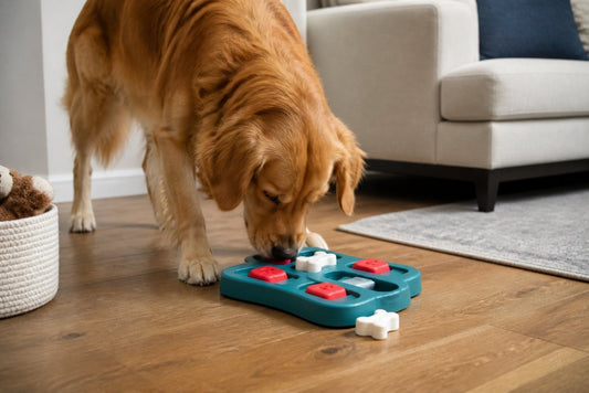 Benefits of Enrichment Toys for Dogs: A Complete Guide