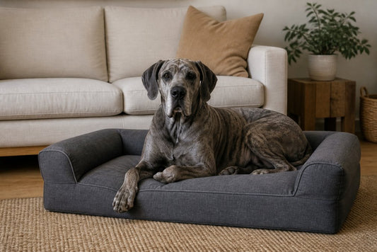 Durable Furniture for Large Breed Dogs: 2026 Guide