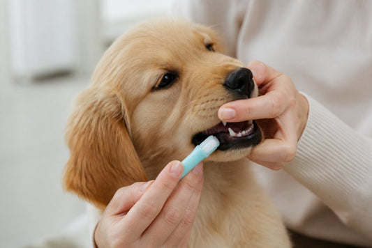 How to Clean Puppy Teeth for Beginners: Step-by-Step
