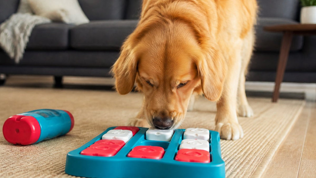 How to Keep Dogs Entertained With Puzzle Feeders