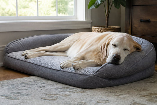Orthopedic Dog Beds for Senior Dogs: Benefits & Buying Guide