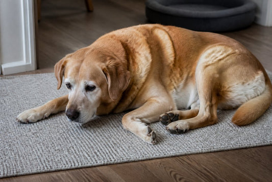 Signs of Joint Pain in Senior Dogs: Complete Guide