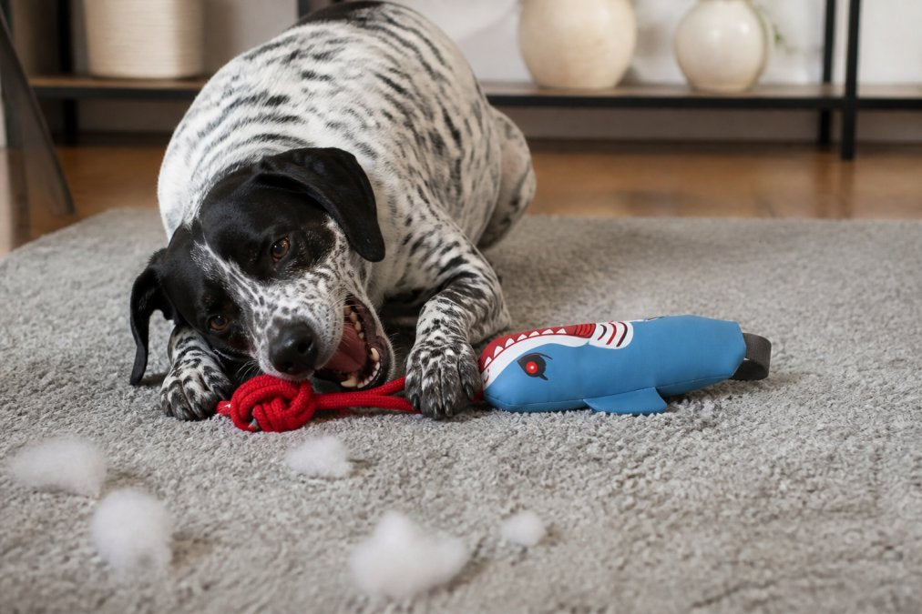 Signs Your Dog Needs a More Durable Toy